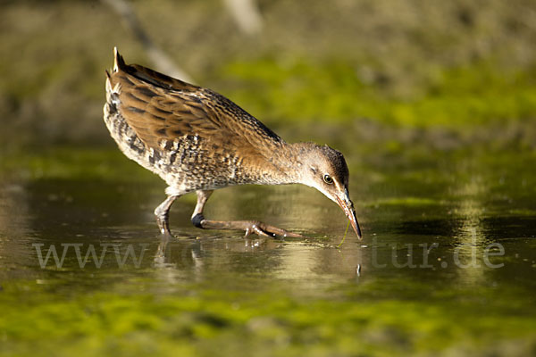 Wasserralle (Rallus aquaticus)