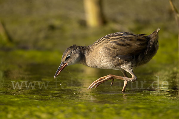 Wasserralle (Rallus aquaticus)