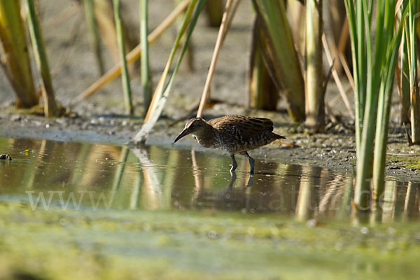 Wasserralle (Rallus aquaticus)