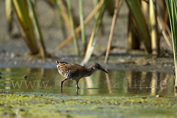 Wasserralle (Rallus aquaticus)