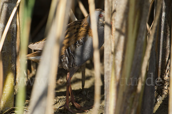 Wasserralle (Rallus aquaticus)