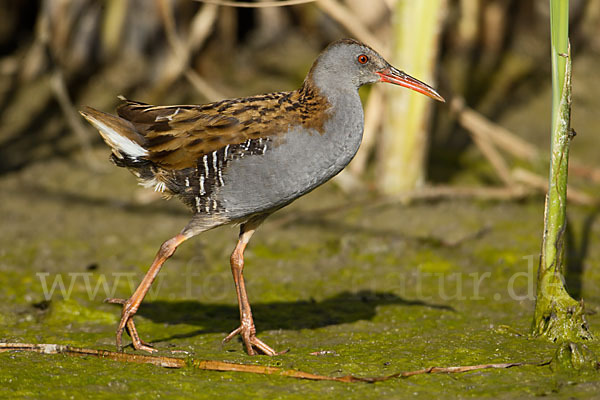 Wasserralle (Rallus aquaticus)