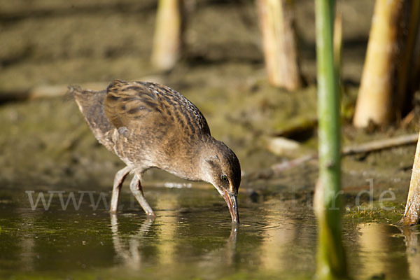 Wasserralle (Rallus aquaticus)