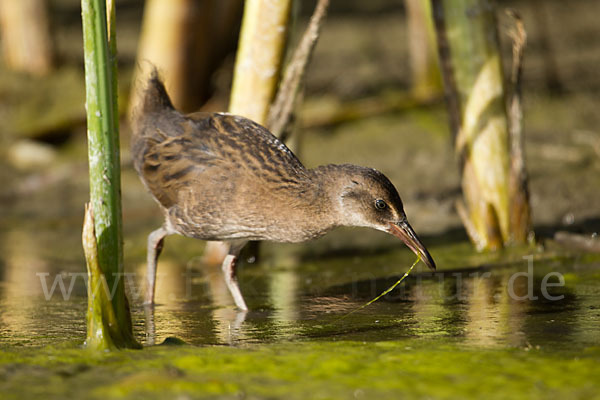 Wasserralle (Rallus aquaticus)