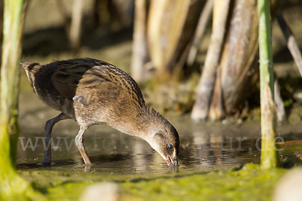 Wasserralle (Rallus aquaticus)