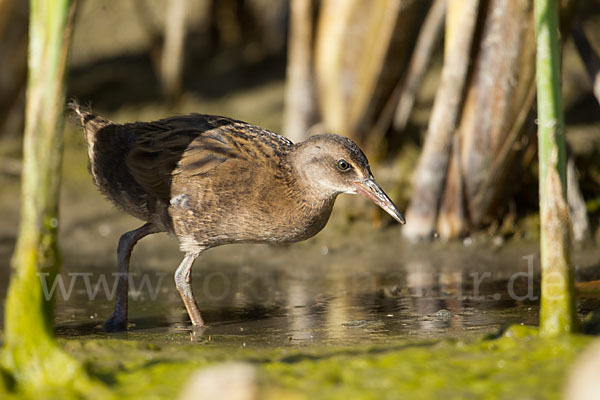 Wasserralle (Rallus aquaticus)