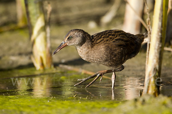 Wasserralle (Rallus aquaticus)