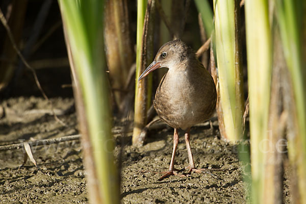 Wasserralle (Rallus aquaticus)