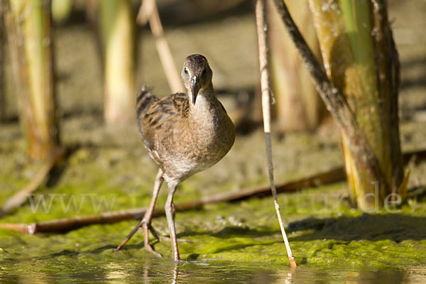 Wasserralle (Rallus aquaticus)