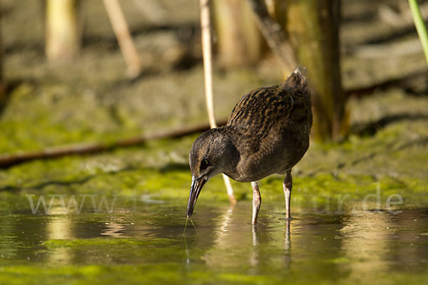 Wasserralle (Rallus aquaticus)