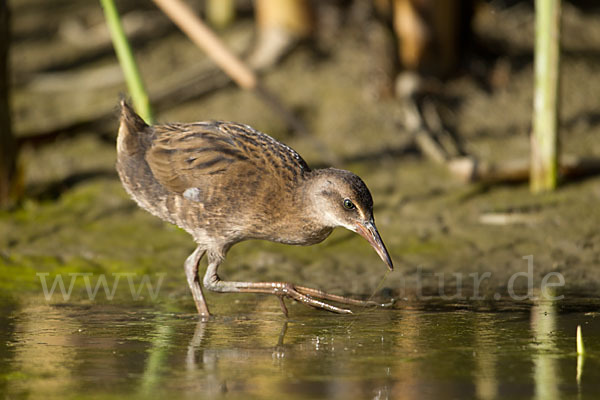 Wasserralle (Rallus aquaticus)