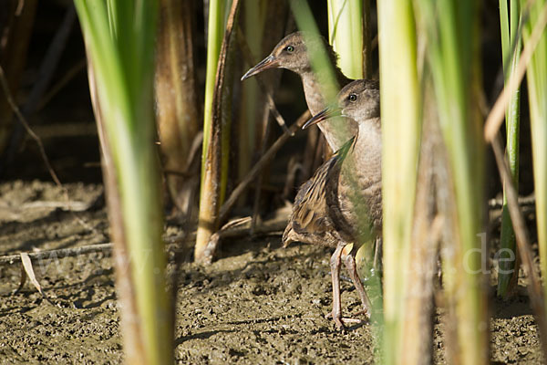 Wasserralle (Rallus aquaticus)