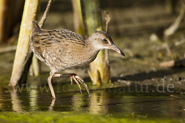 Wasserralle (Rallus aquaticus)