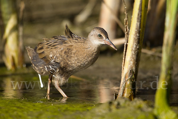 Wasserralle (Rallus aquaticus)