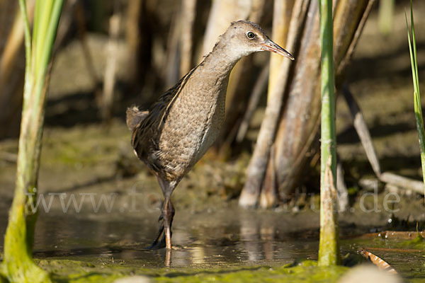 Wasserralle (Rallus aquaticus)