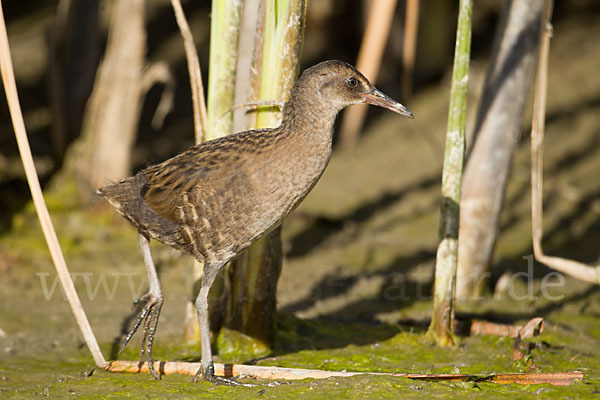 Wasserralle (Rallus aquaticus)