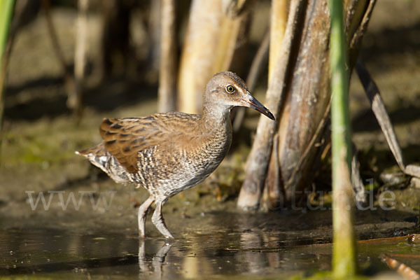 Wasserralle (Rallus aquaticus)