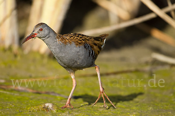 Wasserralle (Rallus aquaticus)