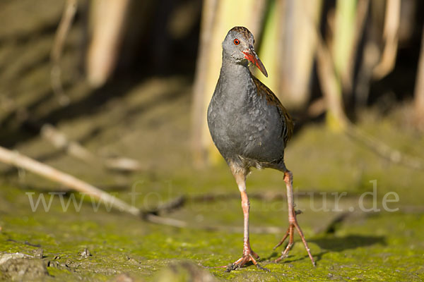 Wasserralle (Rallus aquaticus)