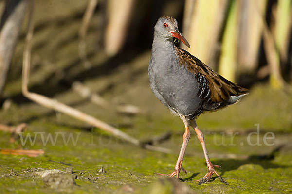 Wasserralle (Rallus aquaticus)