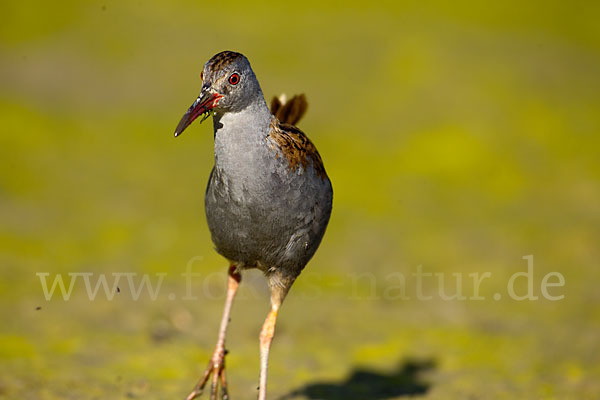 Wasserralle (Rallus aquaticus)