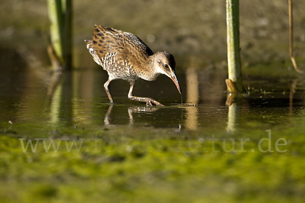 Wasserralle (Rallus aquaticus)