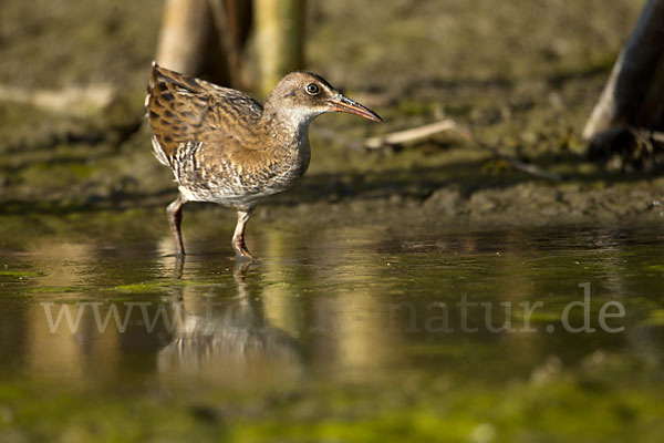 Wasserralle (Rallus aquaticus)