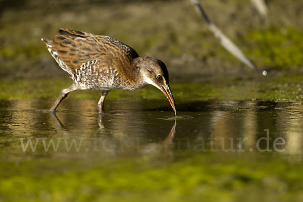 Wasserralle (Rallus aquaticus)