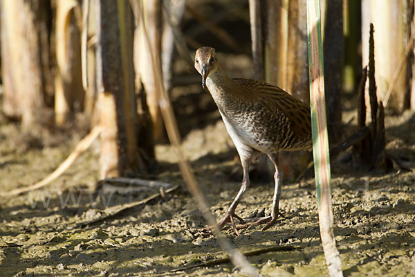 Wasserralle (Rallus aquaticus)