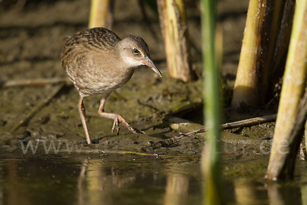 Wasserralle (Rallus aquaticus)