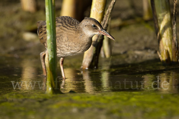 Wasserralle (Rallus aquaticus)