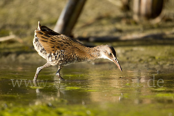 Wasserralle (Rallus aquaticus)