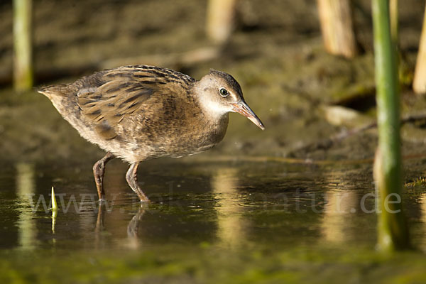 Wasserralle (Rallus aquaticus)