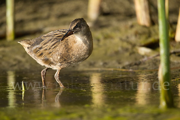 Wasserralle (Rallus aquaticus)