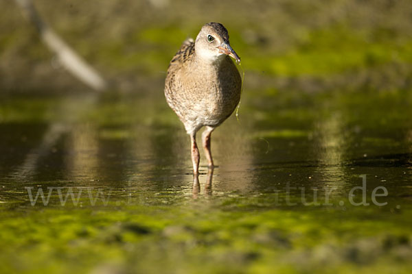 Wasserralle (Rallus aquaticus)