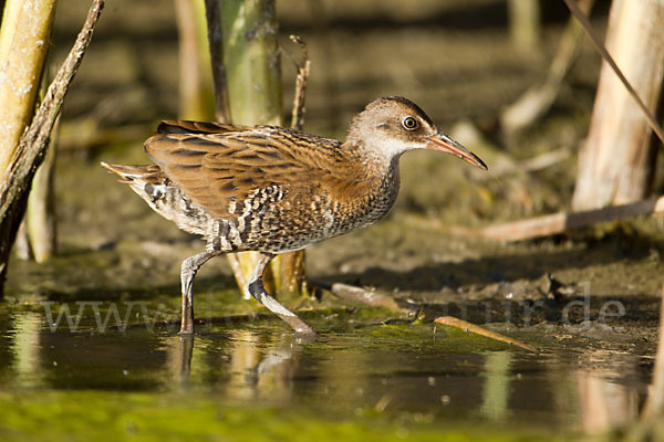 Wasserralle (Rallus aquaticus)