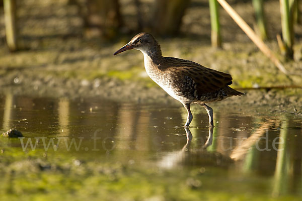 Wasserralle (Rallus aquaticus)