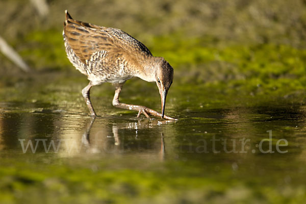 Wasserralle (Rallus aquaticus)