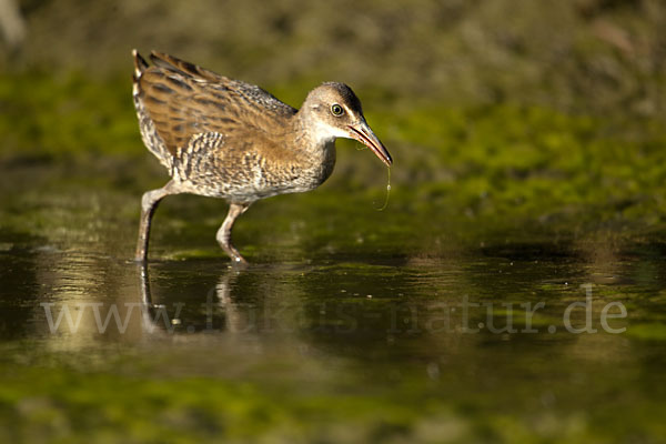 Wasserralle (Rallus aquaticus)