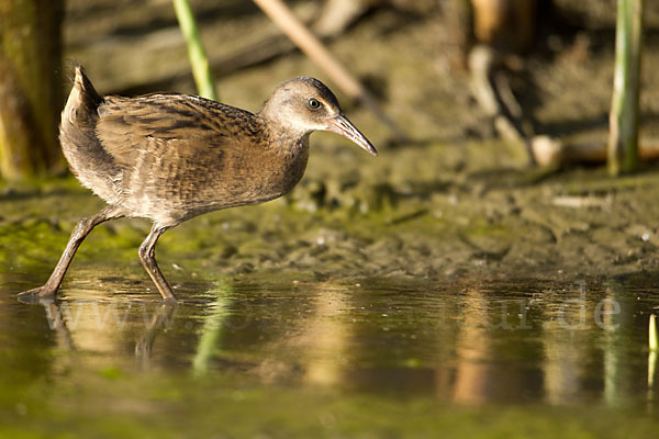 Wasserralle (Rallus aquaticus)