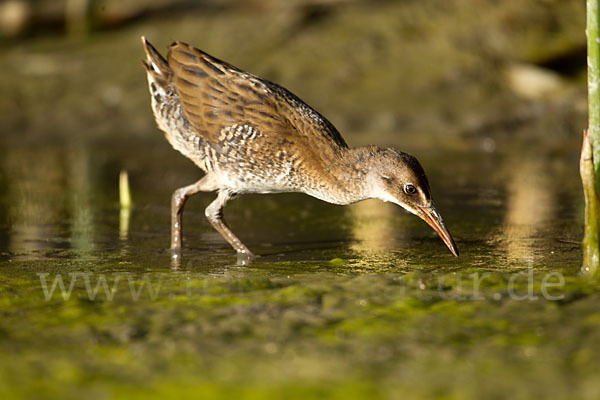 Wasserralle (Rallus aquaticus)