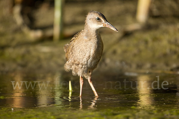 Wasserralle (Rallus aquaticus)