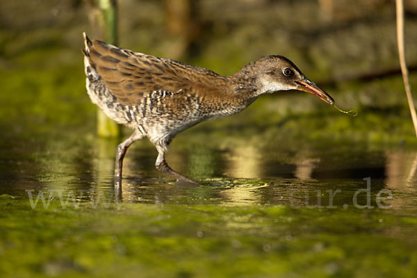 Wasserralle (Rallus aquaticus)