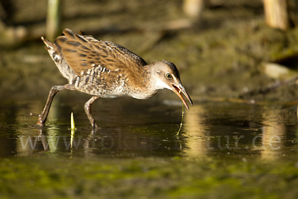 Wasserralle (Rallus aquaticus)