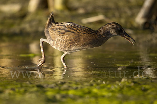 Wasserralle (Rallus aquaticus)