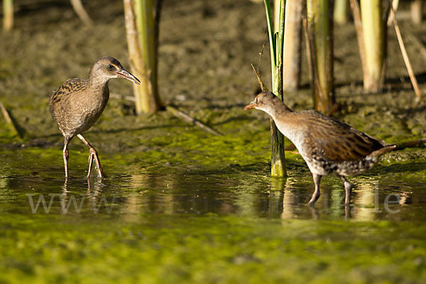 Wasserralle (Rallus aquaticus)