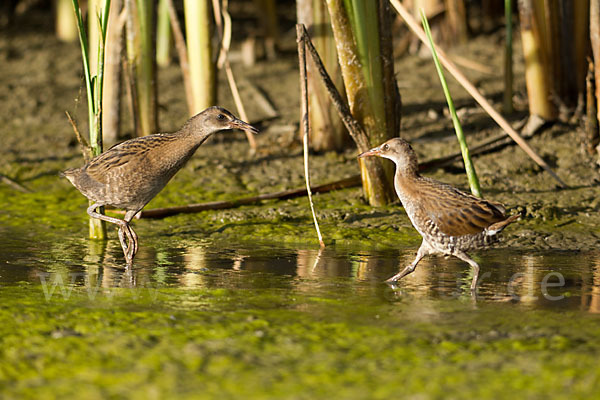 Wasserralle (Rallus aquaticus)