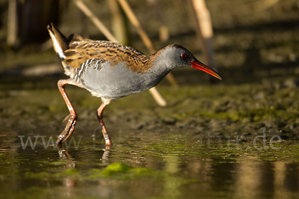 Wasserralle (Rallus aquaticus)