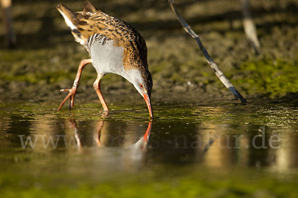 Wasserralle (Rallus aquaticus)