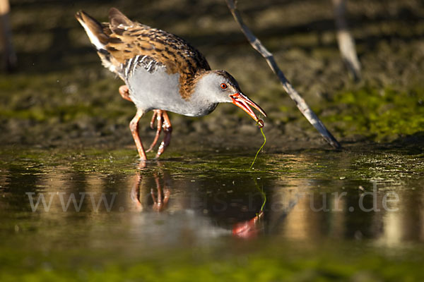 Wasserralle (Rallus aquaticus)